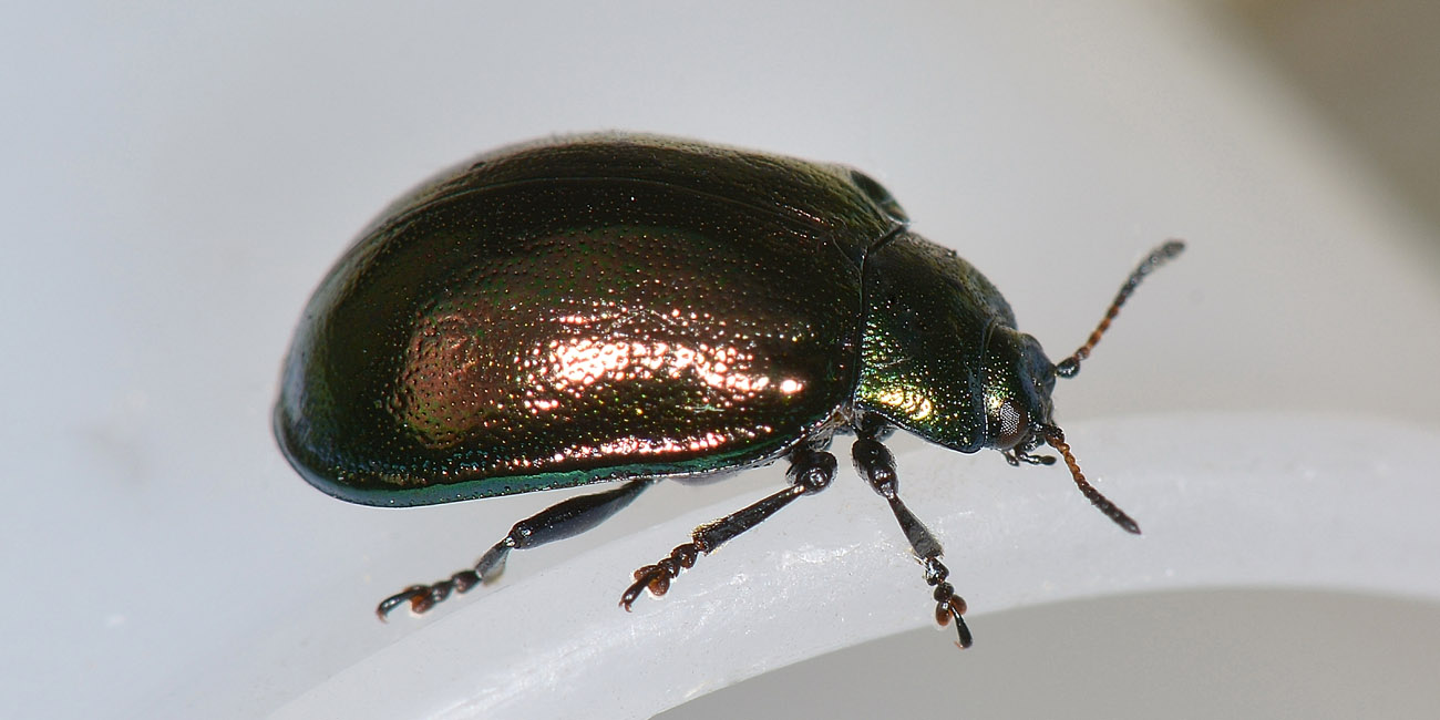 Linaeidea aenea, Chrysomelidae